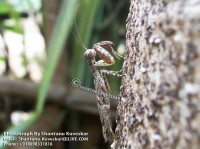 /album/colourful-insects/insect-15-photograph-by-shantanu-kuveskar-jpg/